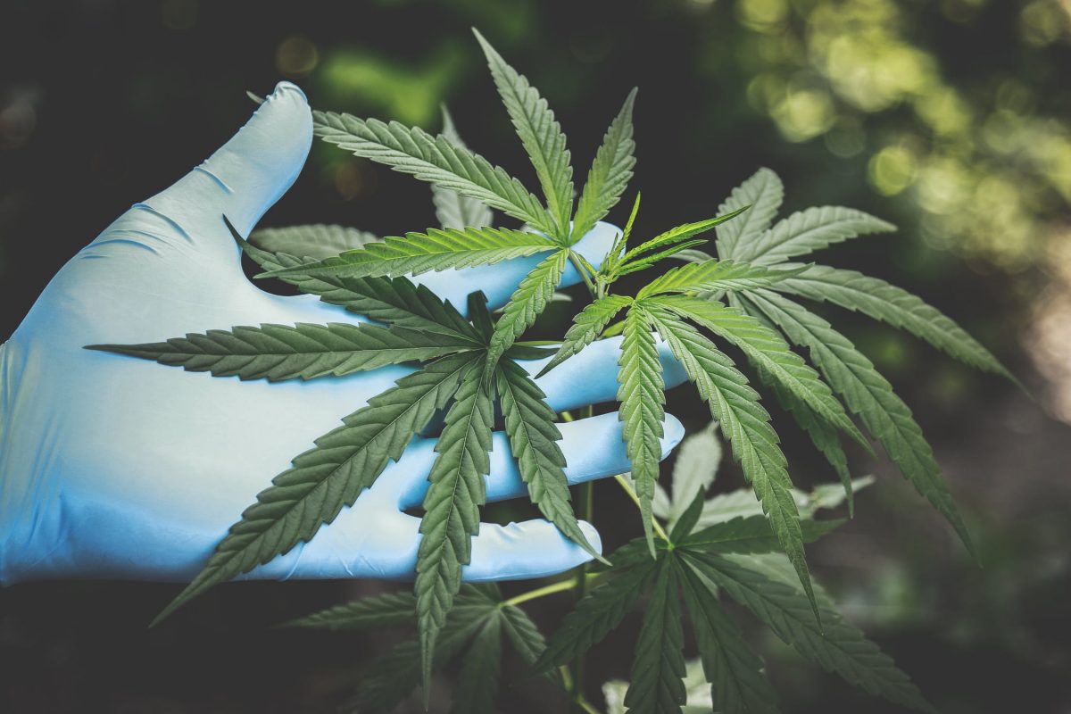 Brazil discusses marijuana cultivation release for medical and research purposes